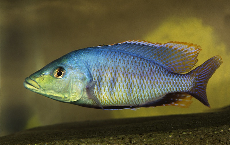 Mylochromis lateristriga